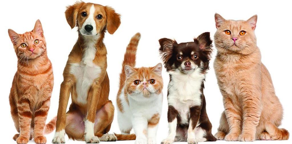 Доска объявлений о животных | ЗооТом - продажа, вязка и услуги для животных в Сафоново