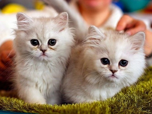 Породы кошек в Сафоново | ЗооТом портал о животных