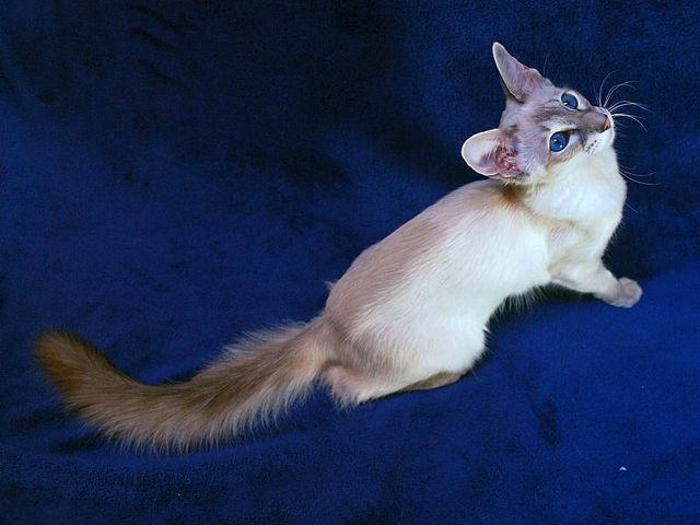 Выведенные породы кошек в Сафоново | ЗооТом портал о животных