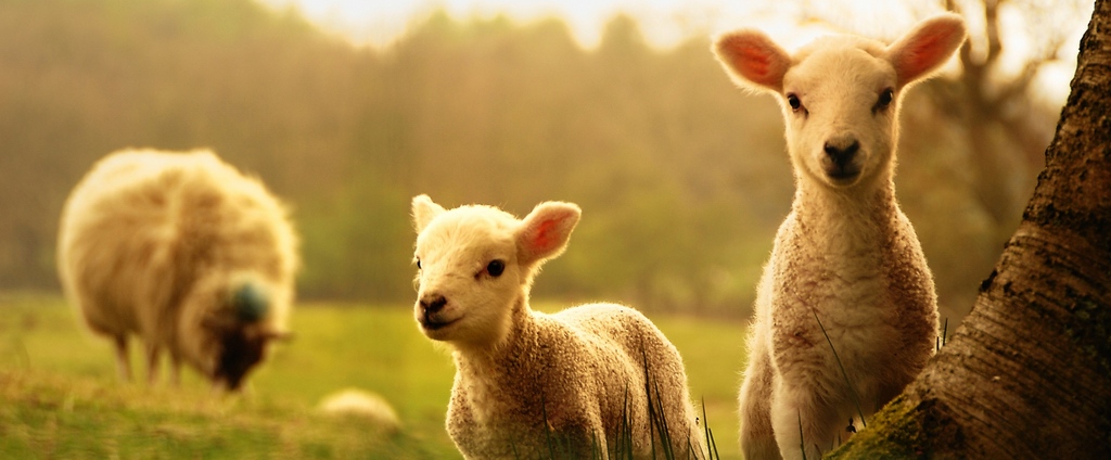 Объявления о сельскохозяйственных животных | ЗооТом - продажа, вязка и услуги для животных в Сафоново