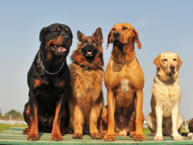 Крупные породы собак в Сафоново | ЗооТом портал о животных